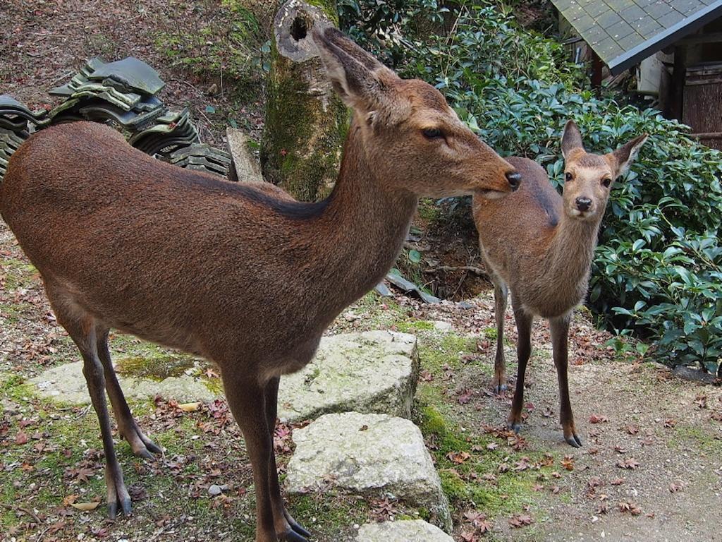 فندق Sakuraya Itsukushima المظهر الخارجي الصورة